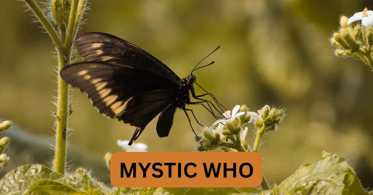 The Enchanting Symbolism of Black and Yellow Butterflies Mystic WHO