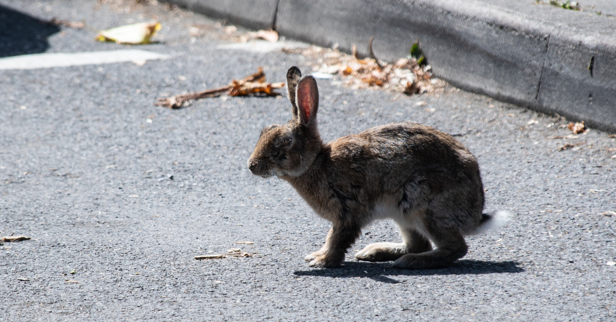 The Spiritual Meaning of a Rabbit Crossing Your Path Unveiling